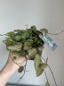 Dischidia Pectenoide Melon (Ø 10.5 см)
