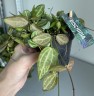 Dischidia Pectenoide Melon (Ø 10.5 см)