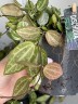 Dischidia Pectenoide Melon (Ø 10.5 см)