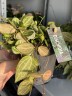 Dischidia Pectenoide Melon (Ø 10.5 см)