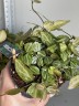 Dischidia Pectenoide Melon (Ø 10.5 см)