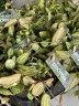 Dischidia Pectenoide Melon (Ø 10.5 см)