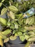 Dischidia Pectenoide Melon (Ø 10.5 см)
