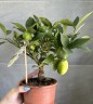 Citrofortunella floridana Citrus Limequat на штамбе (Ø 12 см)