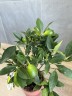 Citrofortunella floridana Citrus Limequat на штамбе (Ø 12 см)