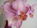 Phal. Miki Smoky Pink 2.5"