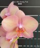 Phal. Miki Smoky Pink 2.5"