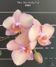 Phal. Miki Smoky Pink 2.5"