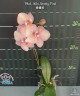 Phal. Miki Smoky Pink 2.5"