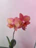 Phal. Miki Smoky Pink 2.5"