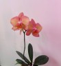 Phal. Miki Smoky Pink 2.5"