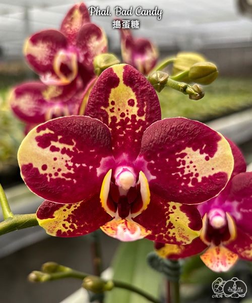 Phal. Bad Candy 2.5"