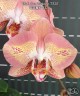 Phal. Leco Fantastic '3328' 2.5''