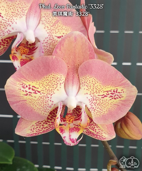 Phal. Leco Fantastic '3328' 2.5''