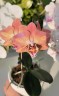Phal. Leco Fantastic '3328' 2.5''