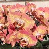 Phal. Leco Fantastic '3328' 2.5''