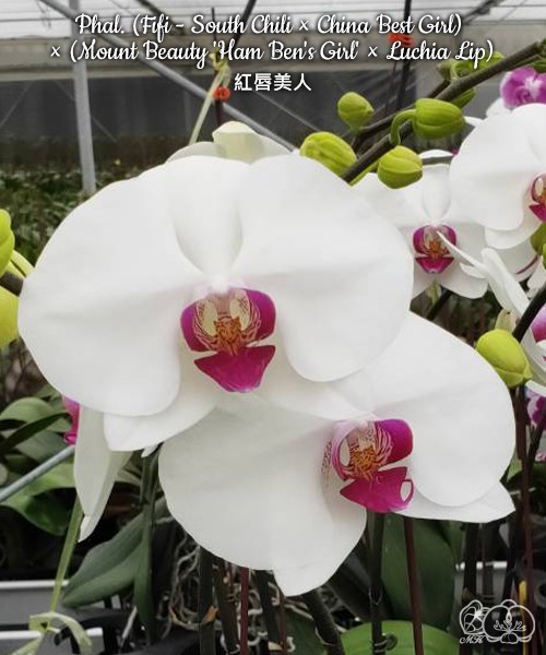 Phal. (Fifi - South Chili × China Best Girl) × (Mount Beauty 'Ham Ben's Girl' × Luchia Lip) 2.5"