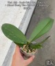 Phal. (Fifi - South Chili × China Best Girl) × (Mount Beauty 'Ham Ben's Girl' × Luchia Lip) 2.5"