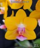 Phal. Charming Little Gold 2.5" УЦЕНКА (нет нижн. листиков)