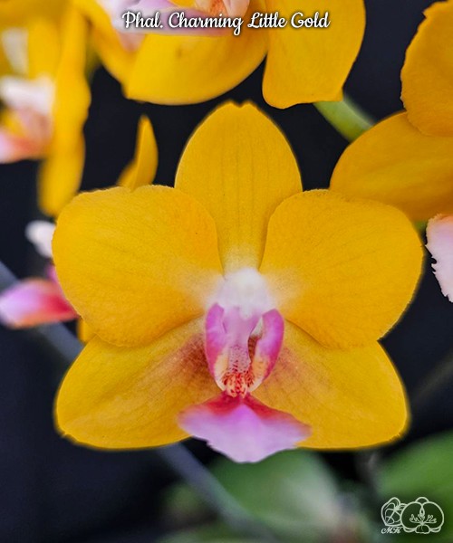 Phal. Charming Little Gold 2.5" УЦЕНКА (нет нижн. листиков)