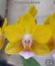 Phal. Charming Little Gold 2.5" УЦЕНКА (нет нижн. листиков)