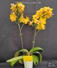 Phal. Charming Little Gold 2.5" УЦЕНКА (нет нижн. листиков)