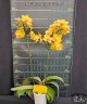 Phal. Charming Little Gold 2.5" УЦЕНКА (нет нижн. листиков)