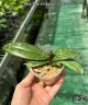 Phal. Ron-E Glamor '3391' 2.5"