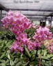 Phal. Ron-E Glamor '3391' 2.5"