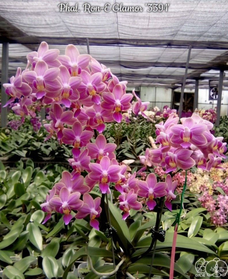 Phal. Ron-E Glamor '3391' 2.5"