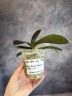 Phal. Ron-E Glamor '3391' 2.5"
