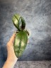 Phal. Ron-E Glamor '3391' 2.5"