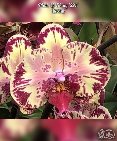 Phal. Yi Shing '278' 2.5'' УЦЕНКА (нет нижн. лист.)
