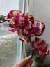 Phal. Yi Shing '278' 2.5'' УЦЕНКА (нет нижн. лист.)