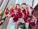 Phal. Yi Shing '278' 2.5'' УЦЕНКА (нет нижн. лист.)