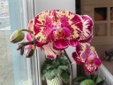 Phal. Yi Shing '278' 2.5'' УЦЕНКА (нет нижн. лист.)