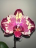 Phal. Yi Shing '278' 2.5'' УЦЕНКА (нет нижн. лист.)