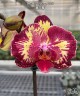 Phal. Yi Shing '278' 2.5'' УЦЕНКА (нет нижн. лист.)