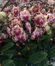 Phal. Yi Shing '278' 2.5'' УЦЕНКА (нет нижн. лист.)