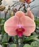 Phal. Yi Shing '278' 2.5'' УЦЕНКА (нет нижн. лист.)