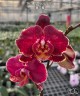 Phal. Yi Shing '278' 2.5'' УЦЕНКА (нет нижн. лист.)