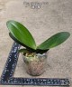 Phal. Yi Shing '278' 2.5'' УЦЕНКА (нет нижн. лист.)