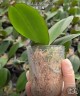 Phal. Yi Shing '278' 2.5'' УЦЕНКА (нет нижн. лист.)