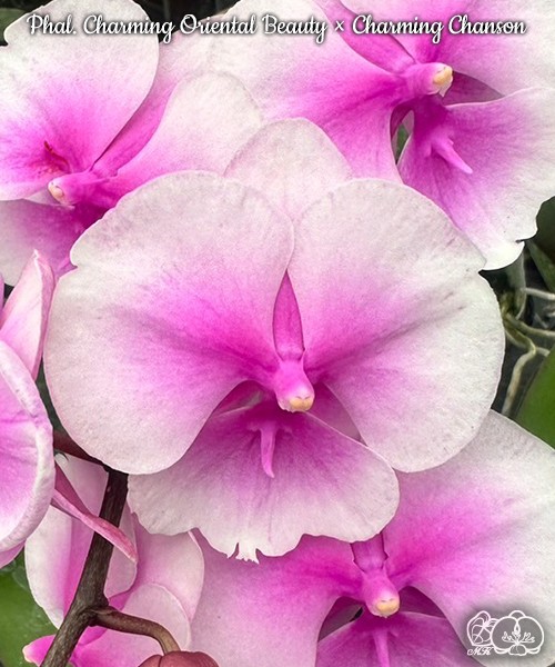 Phal. Charming Oriental Beauty × Charming Chanson 2.5'' УЦЕНКА (мех. повр. лист.)