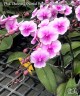 Phal. Charming Oriental Beauty × Charming Chanson 2.5'' УЦЕНКА (мех. повр. лист.)