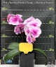 Phal. Charming Oriental Beauty × Charming Chanson 2.5'' УЦЕНКА (мех. повр. лист.)
