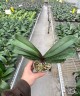 Phal. Charming Oriental Beauty × Charming Chanson 2.5'' УЦЕНКА (мех. повр. лист.)