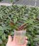 Phal. Charming Oriental Beauty × Charming Chanson 2.5'' УЦЕНКА (мех. повр. лист.)