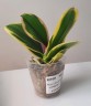 Phal. Chia E Yenlin (variegata) 2.5"
