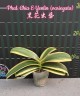 Phal. Chia E Yenlin (variegata) 2.5"